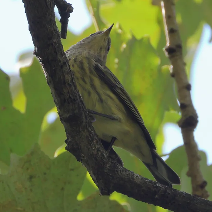 Cape May Warbler