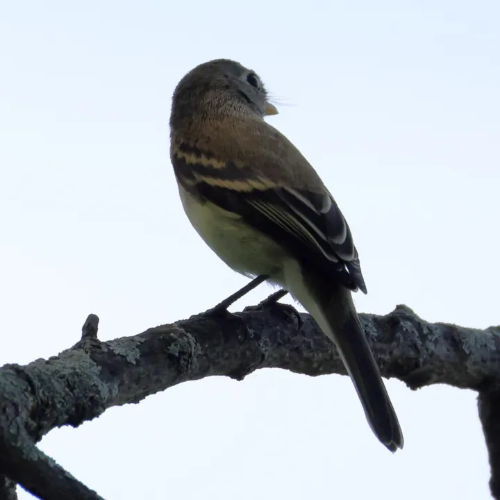 Least Flycatcher
