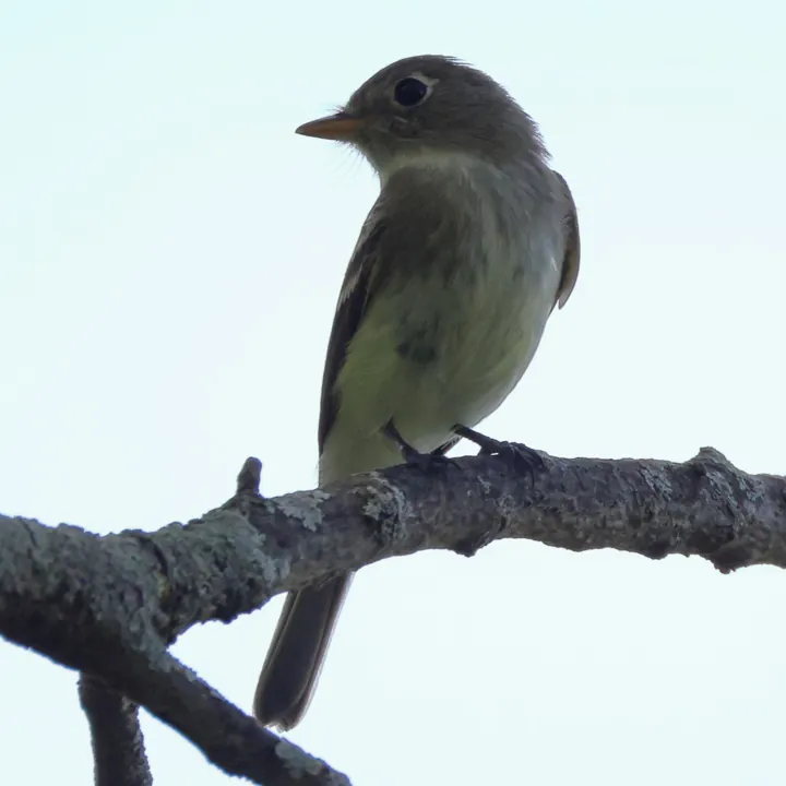Least Flycatcher