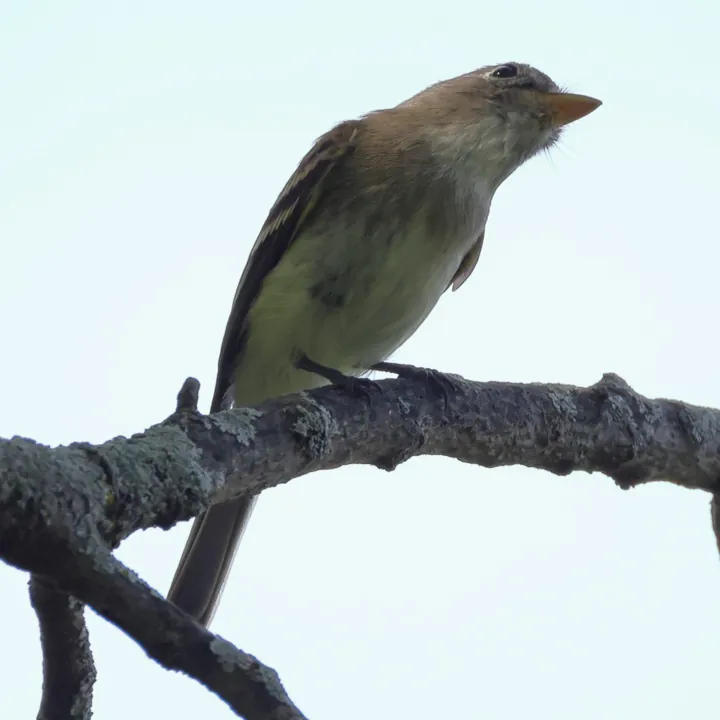 Least Flycatcher