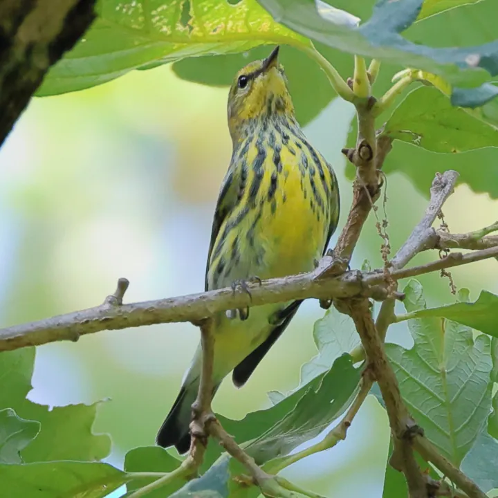 Cape May Warbler