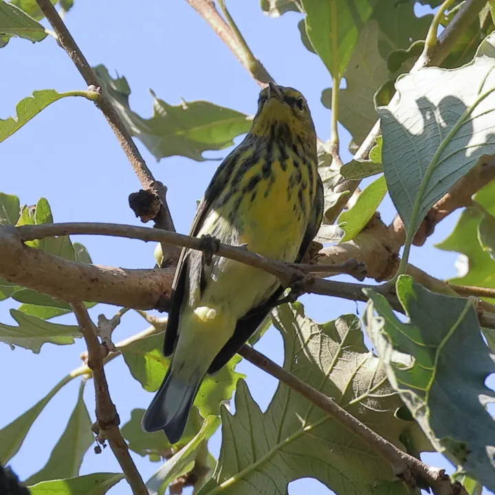 Cape May Warbler