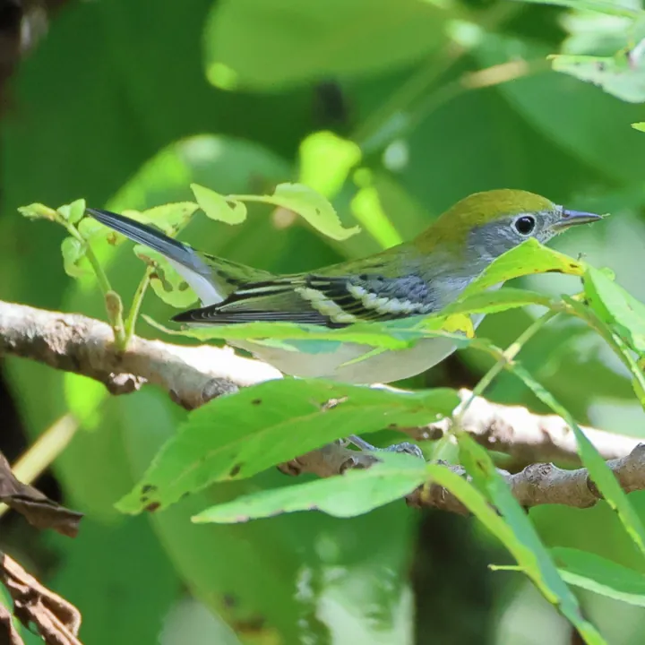 Chestnut-sided Warbler