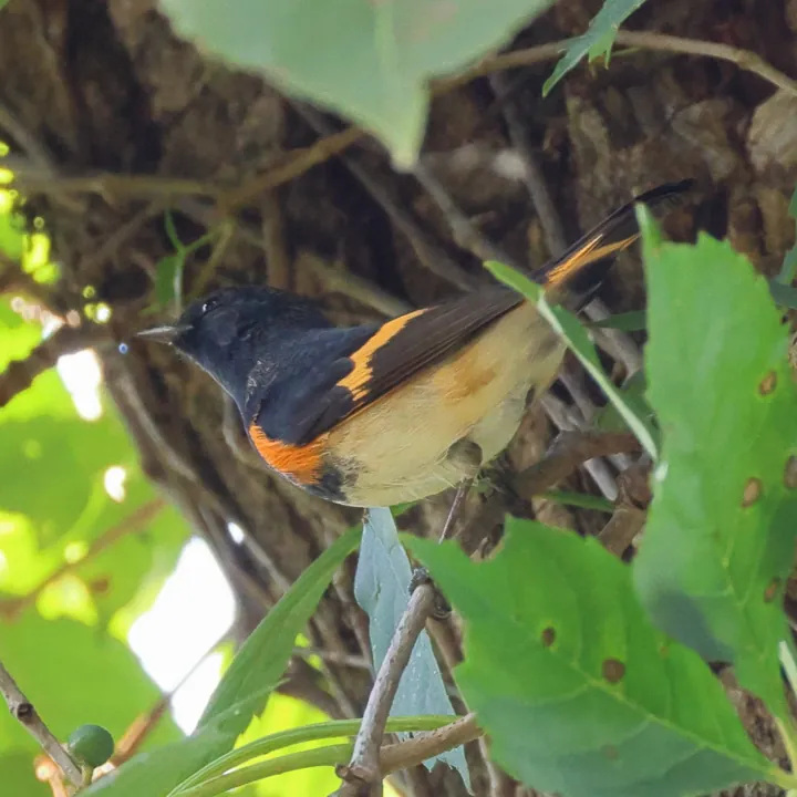 American Redstart