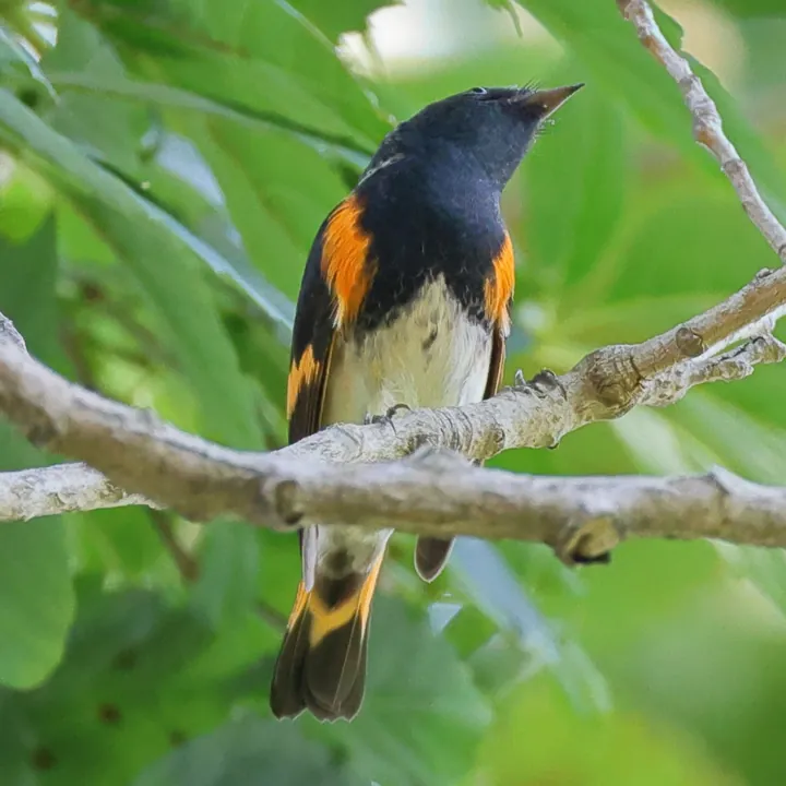 American Redstart