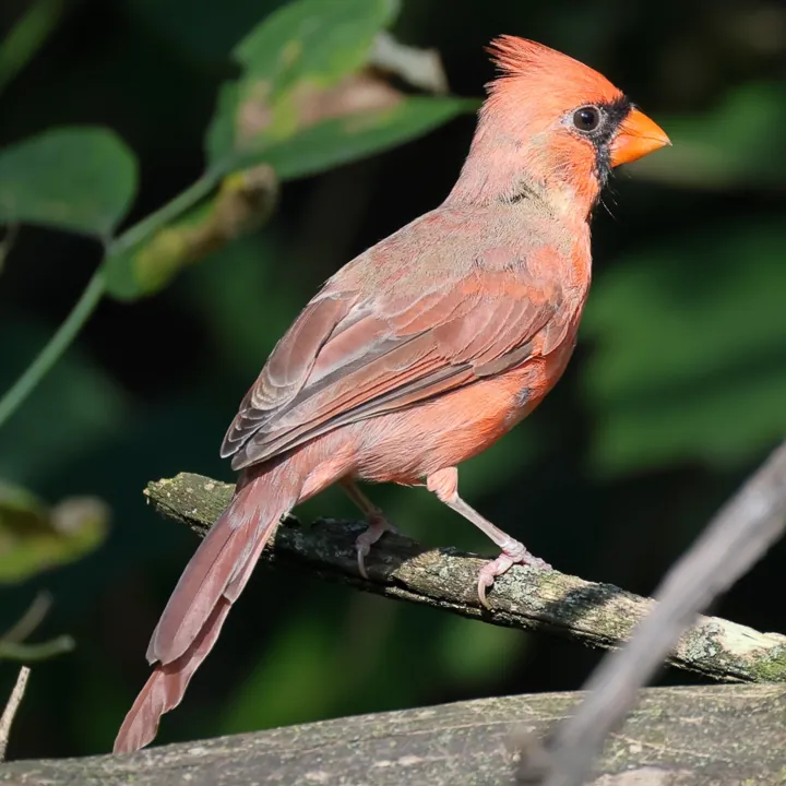 Northern Cardinal