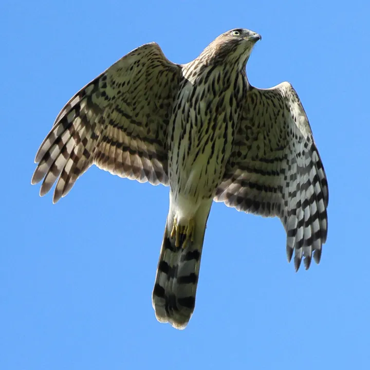 Cooper's Hawk