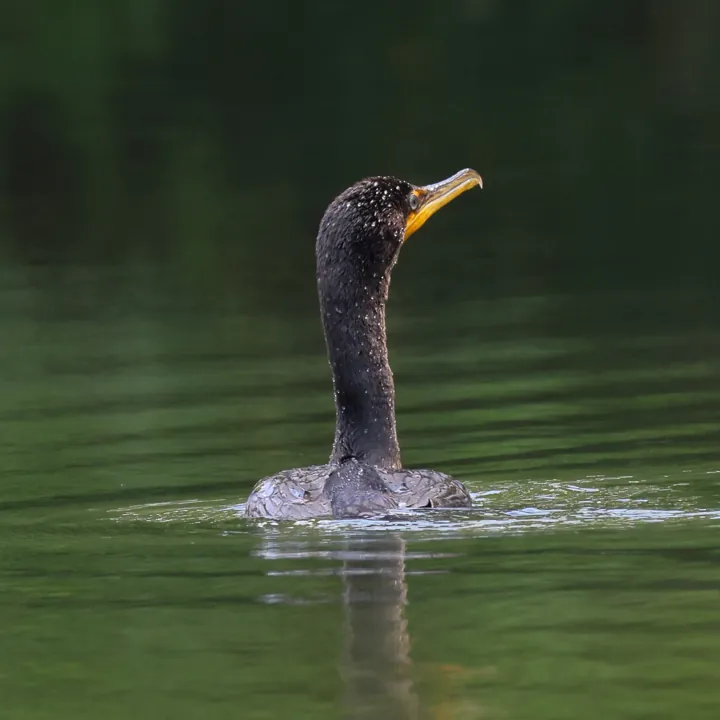 Double-crested Cormorant