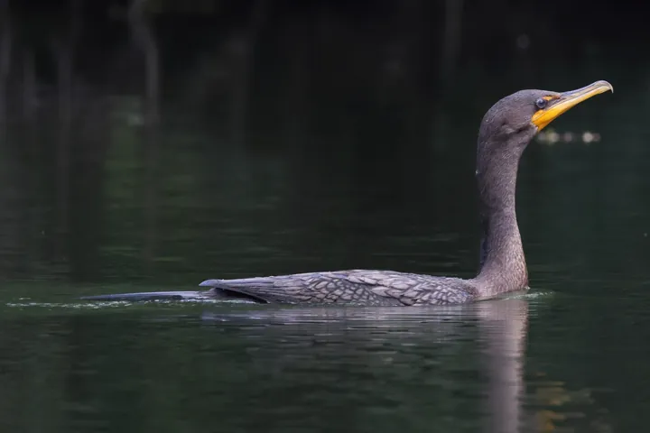 Double-crested Cormorant