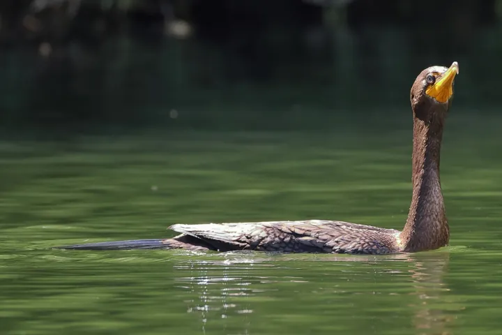 Double-crested Cormorant