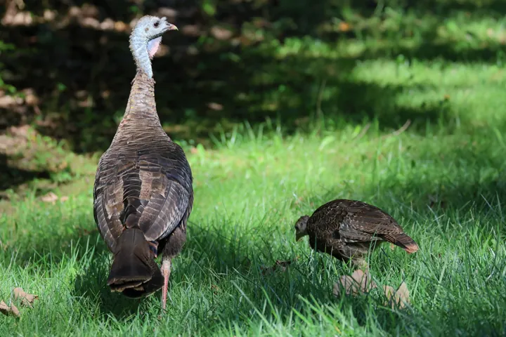 Wild Turkey