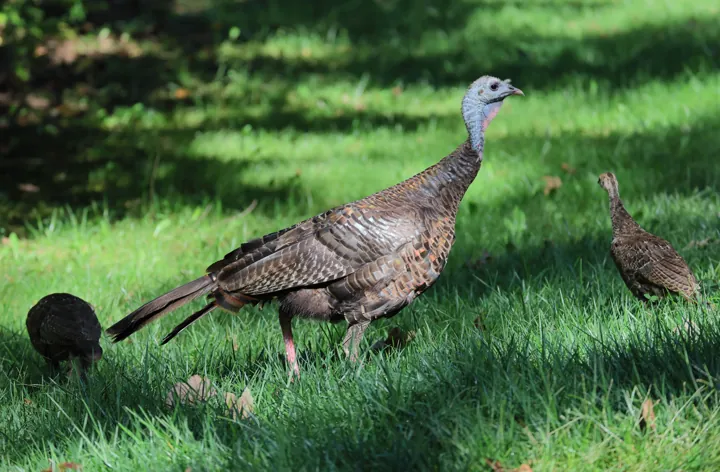 Wild Turkey
