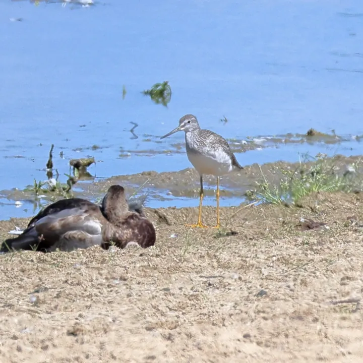 Greater Yellowlegs
