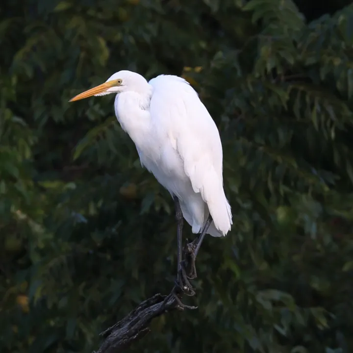 Great Egret