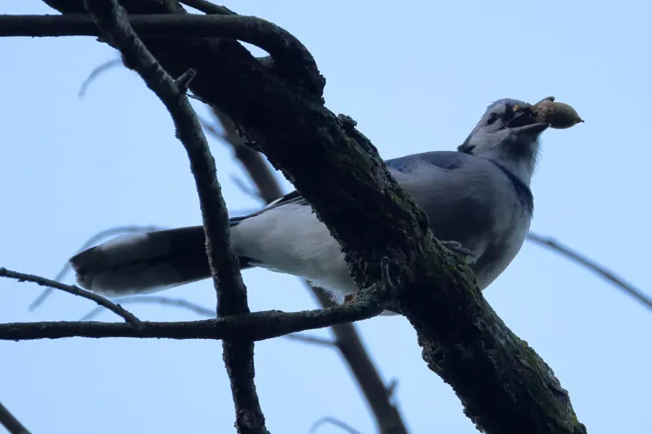 Blue Jay