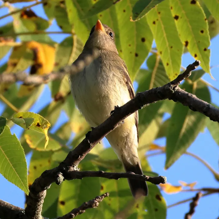 Least Flycatcher