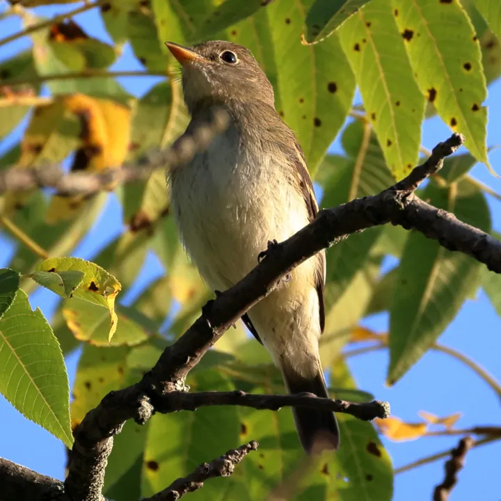 Least Flycatcher
