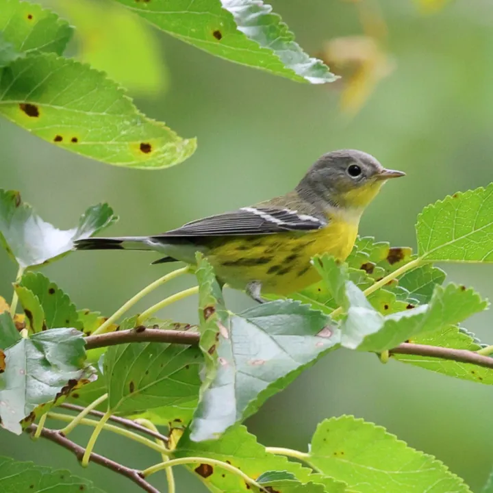 Magnolia Warbler