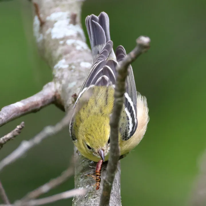 Bay-breasted Warbler