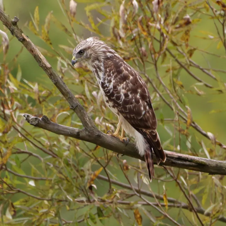 Red-shouldered Hawk