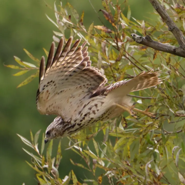 Red-shouldered Hawk