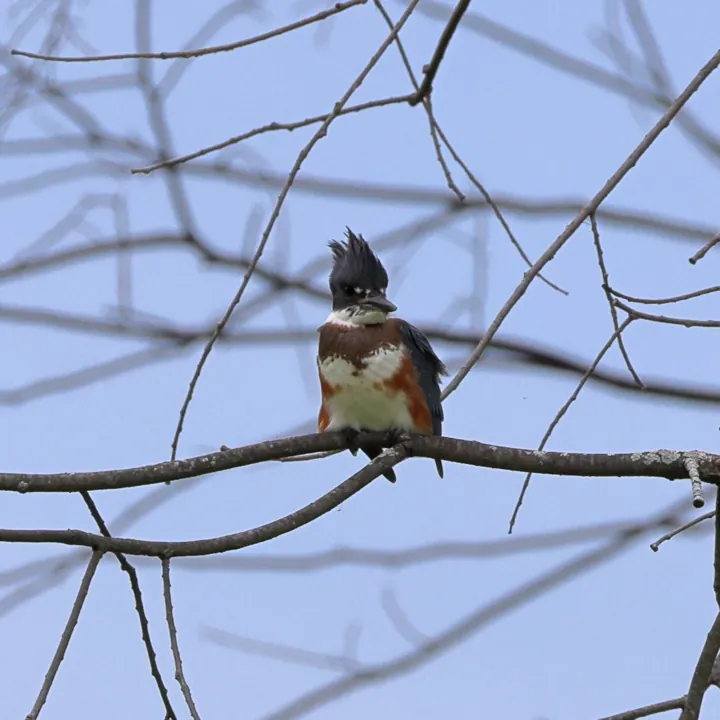 Belted Kingfisher