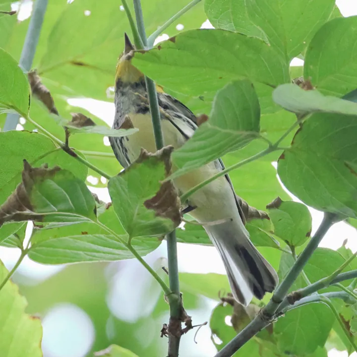 Black-throated Green Warbler
