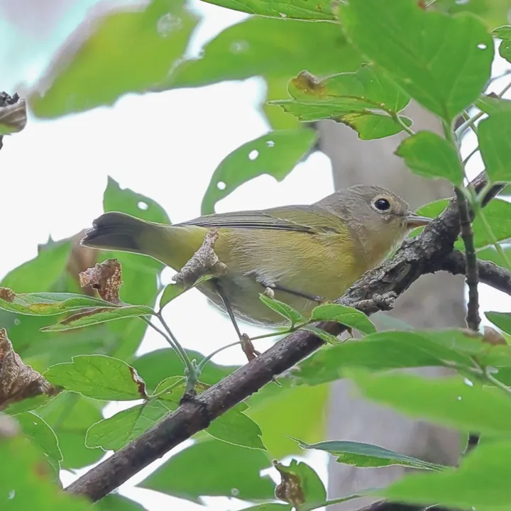 Nashville Warbler