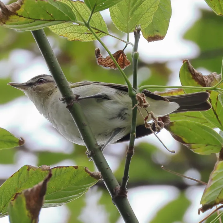 Red-eyed Vireo