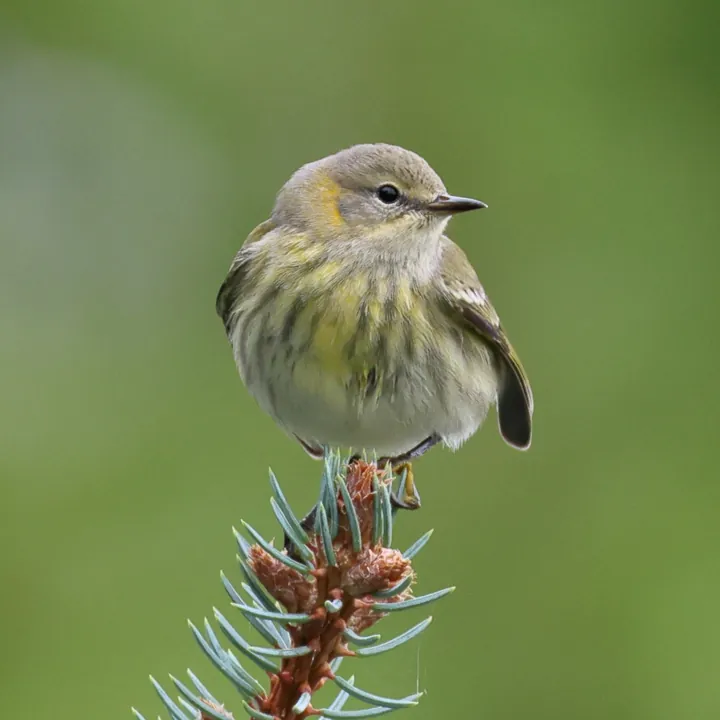 Cape May Warbler