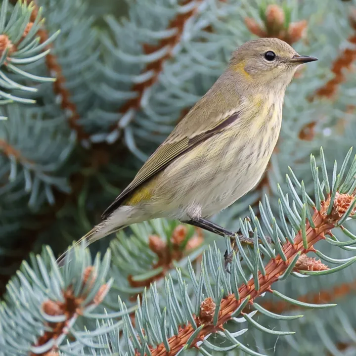 Cape May Warbler