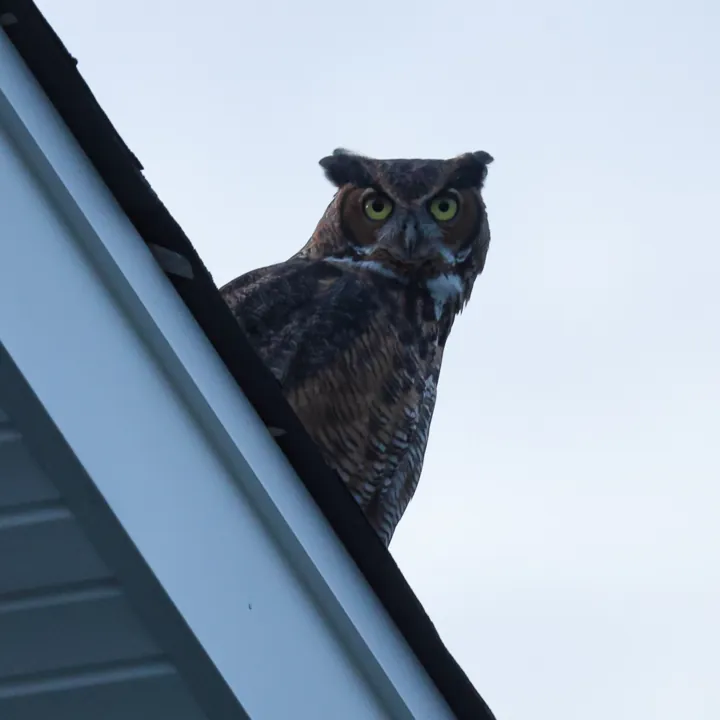 Great Horned Owl