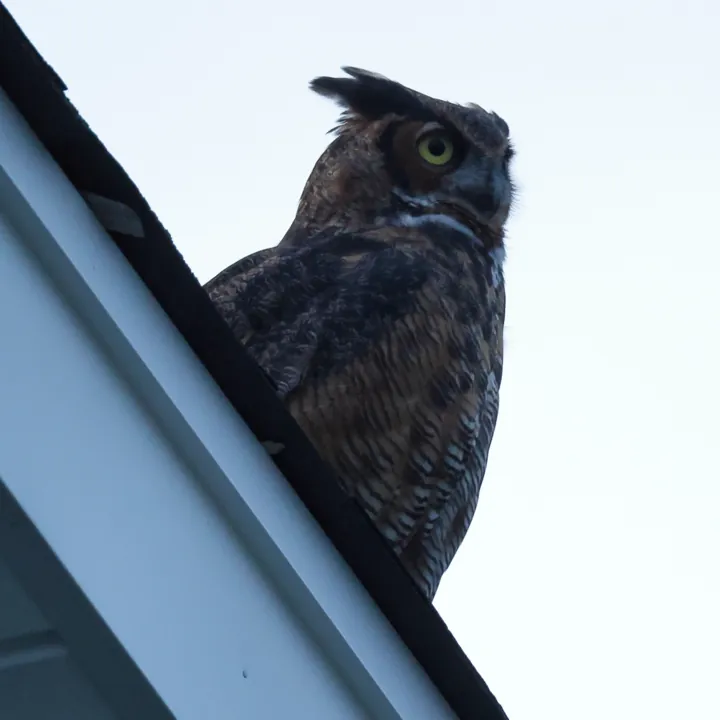Great Horned Owl